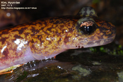 Onychodactylus koreanus