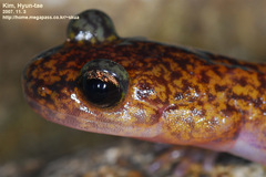 Onychodactylus koreanus