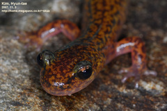 Onychodactylus koreanus