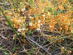 Cuscuta tasmanica