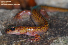 Onychodactylus koreanus