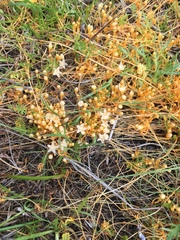 Cuscuta tasmanica