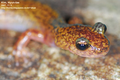 Onychodactylus koreanus