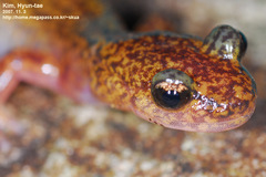 Onychodactylus koreanus