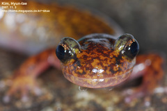 Onychodactylus koreanus