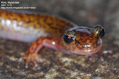 Onychodactylus koreanus