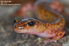 Onychodactylus koreanus