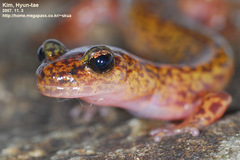 Onychodactylus koreanus