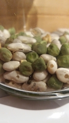 Acanthoscelides obtectus