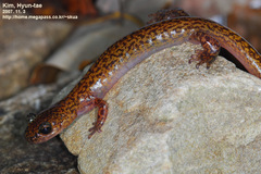 Onychodactylus koreanus