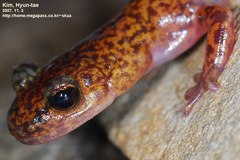 Onychodactylus koreanus