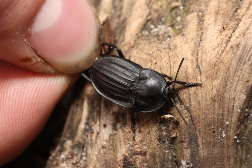 Silpha carinata, Hilversum, Nederland, photo 8 of 10