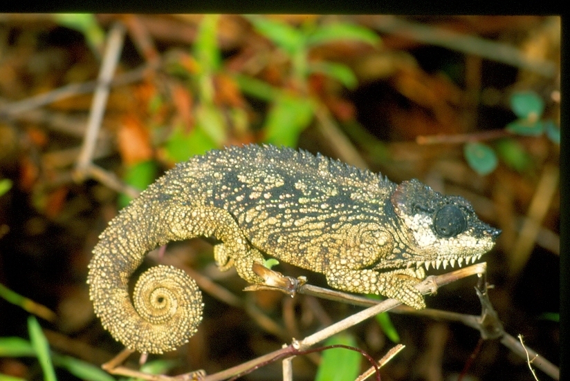 Tanzania Mountain Chameleon