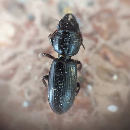 Big-headed Ground Beetle photo 5