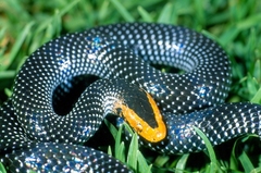 Red-Snouted Wolf Snake photo 1