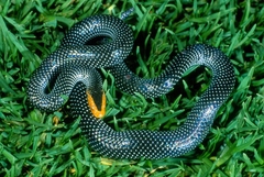 Red-Snouted Wolf Snake photo 2