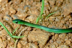 Philothamnus hoplogaster