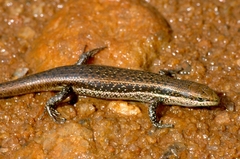 Trachylepis varia