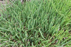 Salicornia blackiana