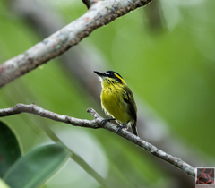 Todirostrum chrysocrotaphum