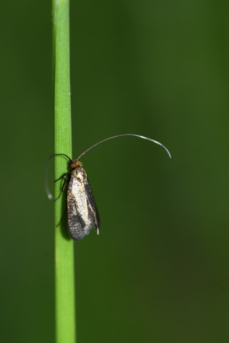 Cauchas rufimitrella