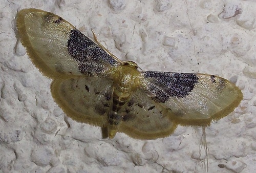 Idaea filicata, Варна, Болгария, photo 7 of 10
