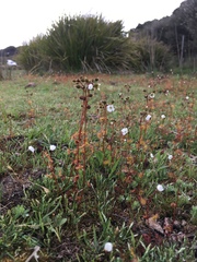 Drosera peltata