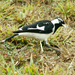 Common Magpie-Lark - Photo (c) Julien Renoult, some rights reserved (CC BY), uploaded by Julien Renoult