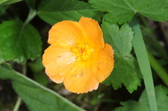 Modiolastrum malvifolium