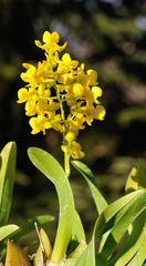 Oncidium cheirophorum