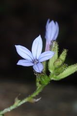 Plumbago caerulea