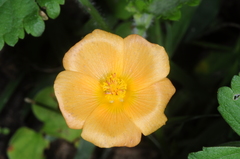 Modiolastrum malvifolium