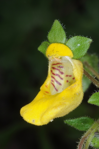 Calceolaria parviflora (Calceolaria parviflora)