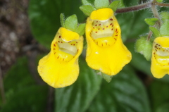 Calceolaria parviflora
