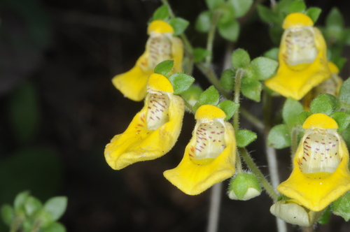 Calceolaria parviflora (Calceolaria parviflora)