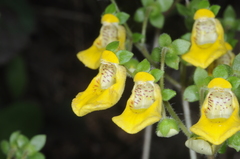Calceolaria parviflora