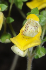 Calceolaria parviflora