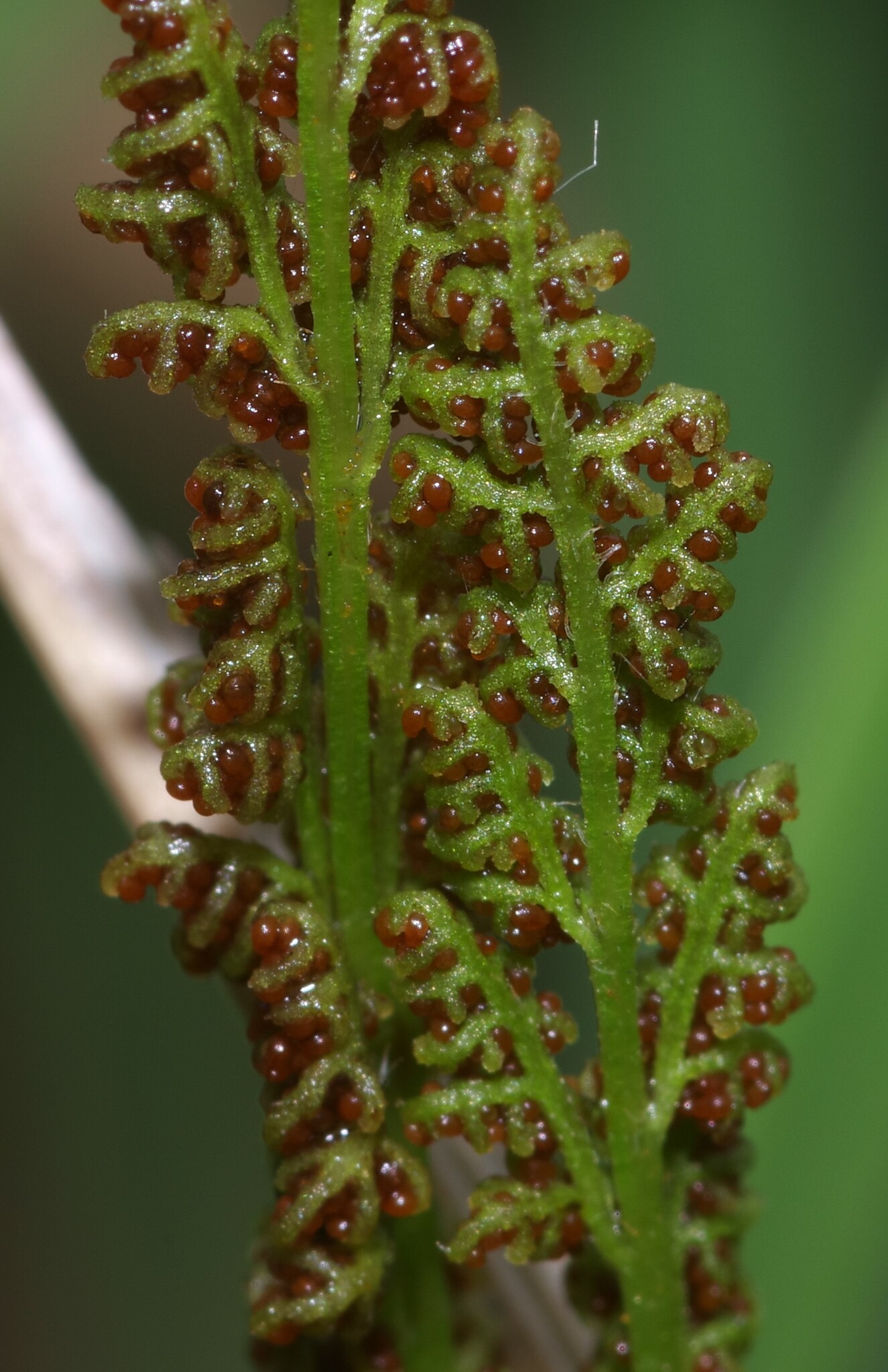 Compost Plant Spore Anemia hispida - Growing Guide & Care Tips | BioGardens.org