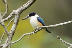 Todiramphus macleayii incinctus