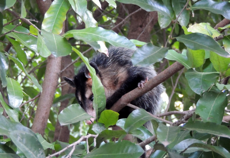 Didelphis aurita (Wied-Neuwied, 1826)