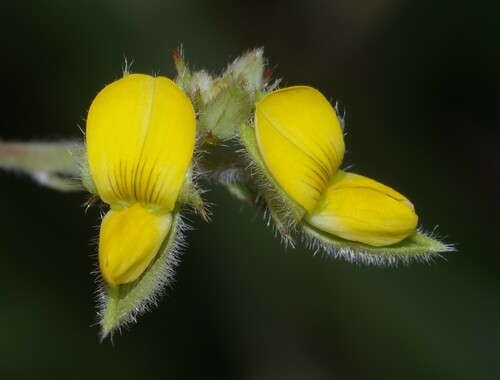 Crotalaria stipularia