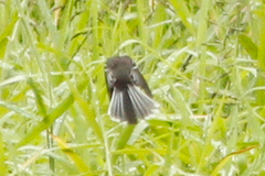 Rhipidura albiscapa alisteri