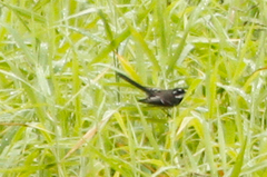 Rhipidura albiscapa alisteri