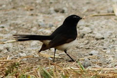 Rhipidura leucophrys leucophrys