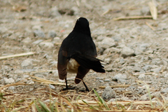 Rhipidura leucophrys leucophrys