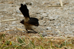 Rhipidura leucophrys leucophrys