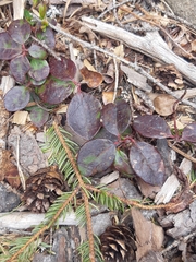 Gaultheria procumbens image