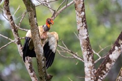 Sarcoramphus papa image