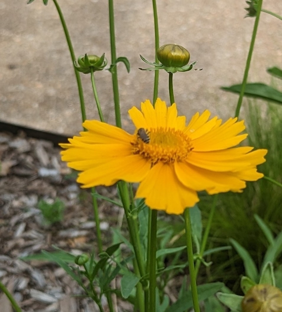 Furrow Bees from Southwest Garden, St. Louis, MO, USA on May 14, 2023