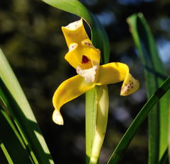 Maxillaria picta